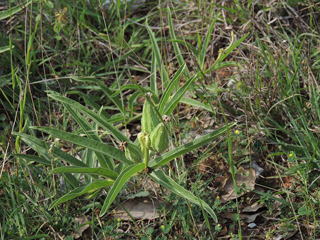Asclepias asperula ssp. capricornu (Antelope-horns) #65867