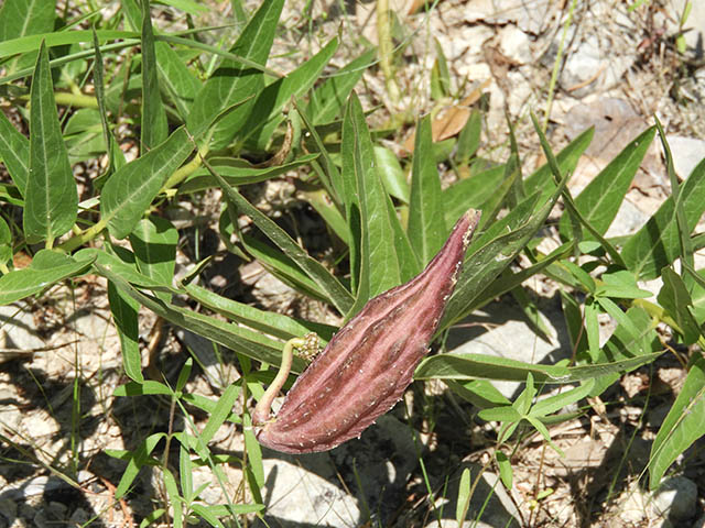 Asclepias asperula ssp. capricornu (Antelope-horns) #65897