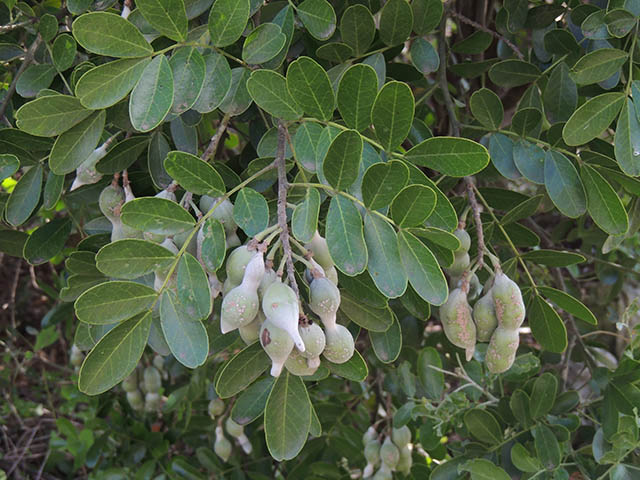 Sophora secundiflora (Texas mountain laurel) #65927
