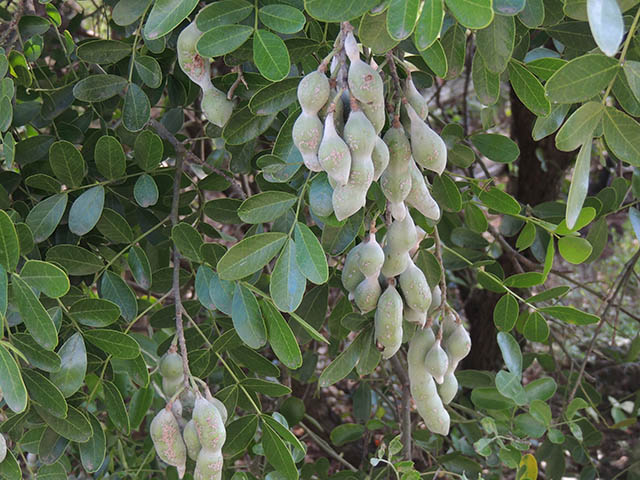 Sophora secundiflora (Texas mountain laurel) #65928