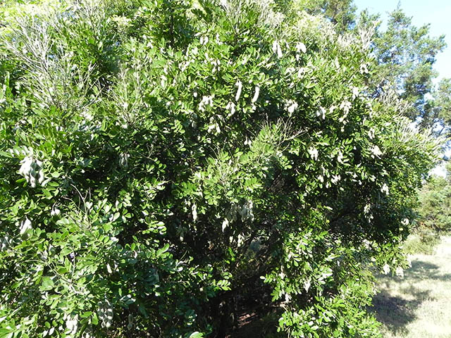 Sophora secundiflora (Texas mountain laurel) #65931