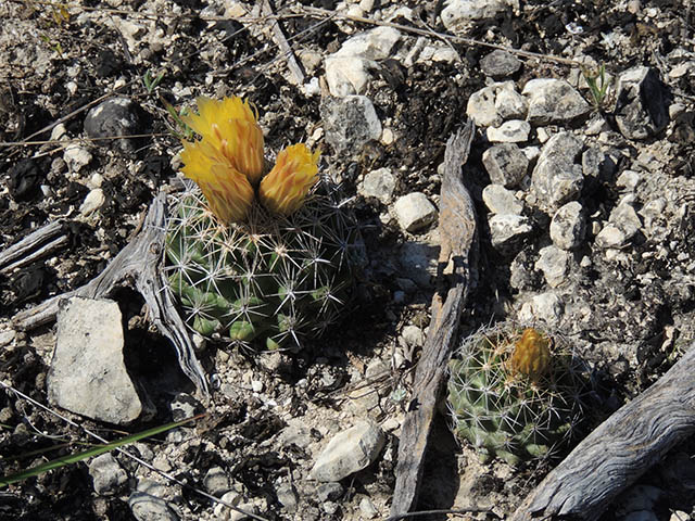 Coryphantha sulcata (Pineapple cactus) #65934
