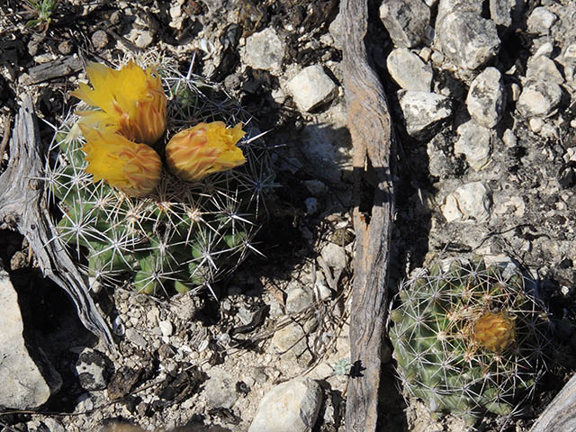 Coryphantha sulcata (Pineapple cactus) #65935