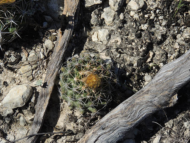 Coryphantha sulcata (Pineapple cactus) #65937