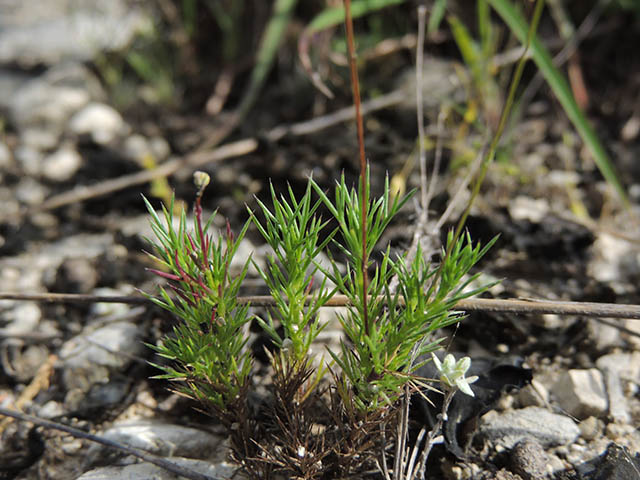 Thymophylla pentachaeta var. pentachaeta (Parralena) #65958