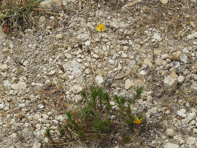 Thymophylla pentachaeta var. pentachaeta (Parralena) #65963