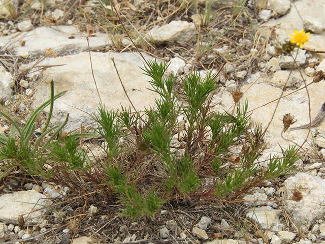 Thymophylla pentachaeta var. pentachaeta (Parralena) #65964