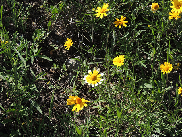 Tetraneuris linearifolia var. linearifolia (Fineleaf fournerved daisy) #66123