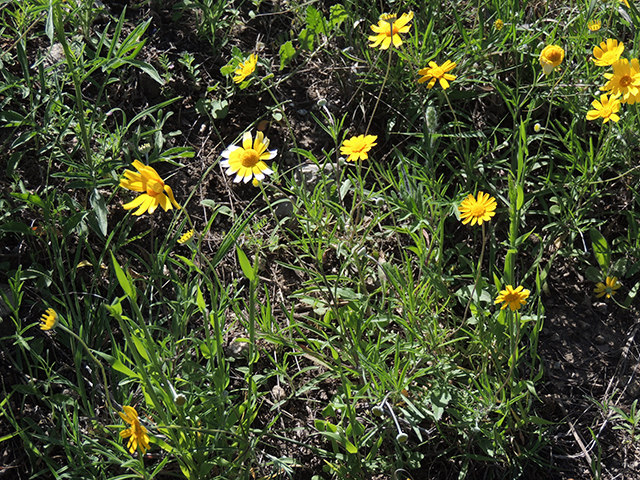 Tetraneuris linearifolia var. linearifolia (Fineleaf fournerved daisy) #66124