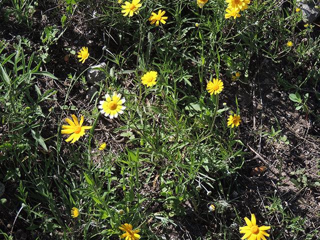 Tetraneuris linearifolia var. linearifolia (Fineleaf fournerved daisy) #66125