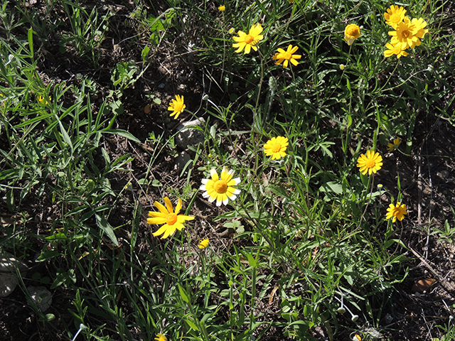 Tetraneuris linearifolia var. linearifolia (Fineleaf fournerved daisy) #66126