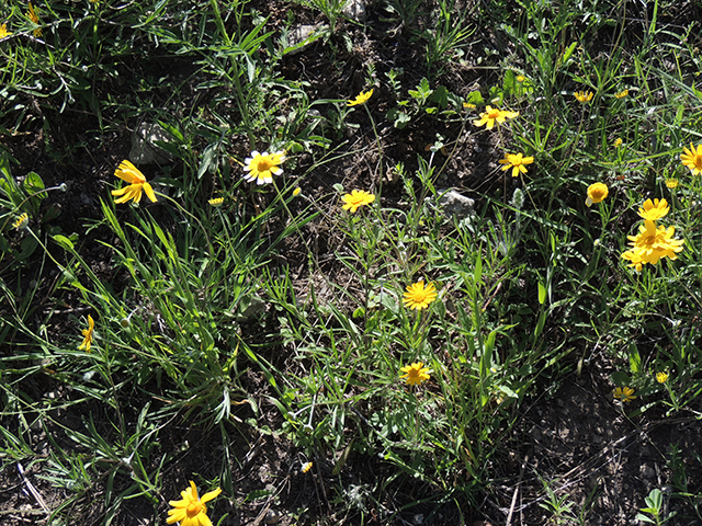 Tetraneuris linearifolia var. linearifolia (Fineleaf fournerved daisy) #66127