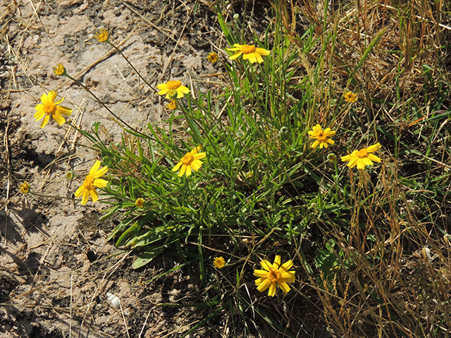 Tetraneuris linearifolia var. linearifolia (Fineleaf fournerved daisy) #66131