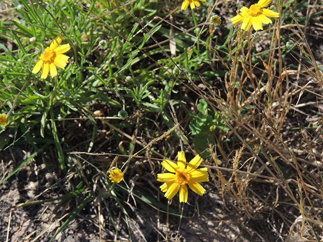Tetraneuris linearifolia var. linearifolia (Fineleaf fournerved daisy) #66132