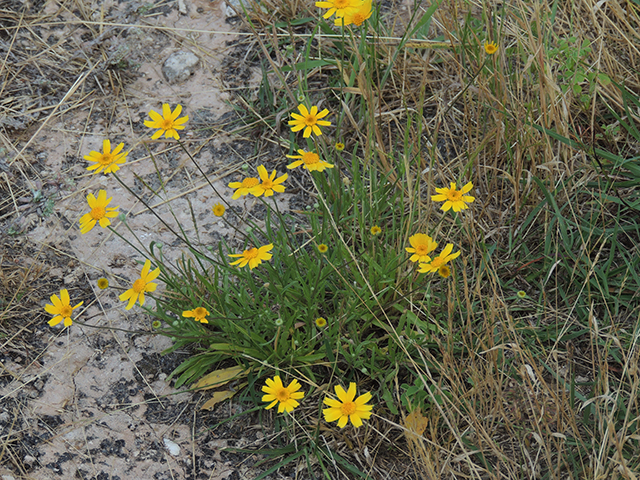 Tetraneuris linearifolia var. linearifolia (Fineleaf fournerved daisy) #66133