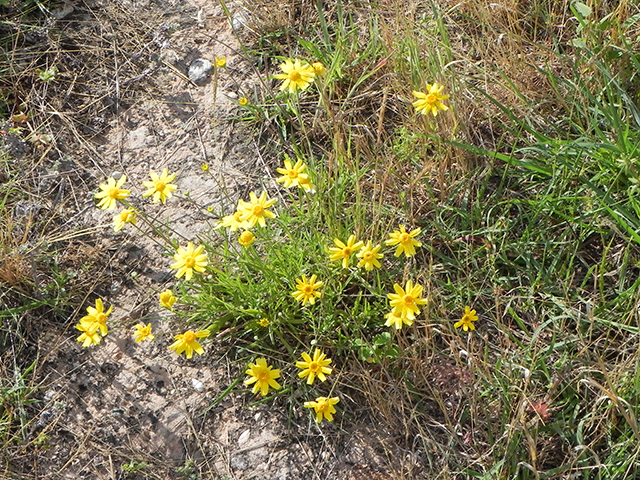 Tetraneuris linearifolia var. linearifolia (Fineleaf fournerved daisy) #66134