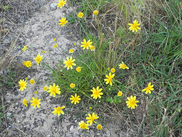 Tetraneuris linearifolia var. linearifolia (Fineleaf fournerved daisy) #66135