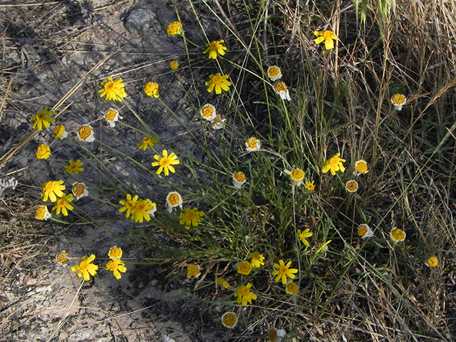 Tetraneuris linearifolia var. linearifolia (Fineleaf fournerved daisy) #66136