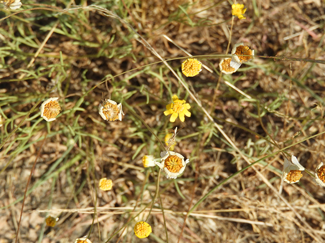 Tetraneuris linearifolia var. linearifolia (Fineleaf fournerved daisy) #66138