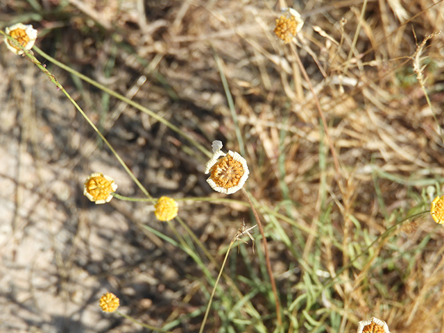 Tetraneuris linearifolia var. linearifolia (Fineleaf fournerved daisy) #66139