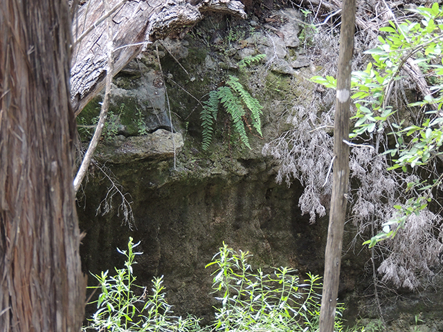 Cheilanthes alabamensis (Alabama lipfern) #66176