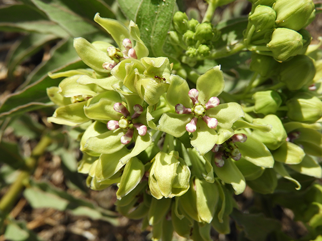 Asclepias viridis (Green milkweed) #66190