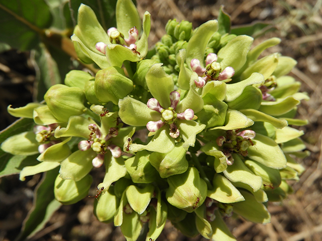 Asclepias viridis (Green milkweed) #66191