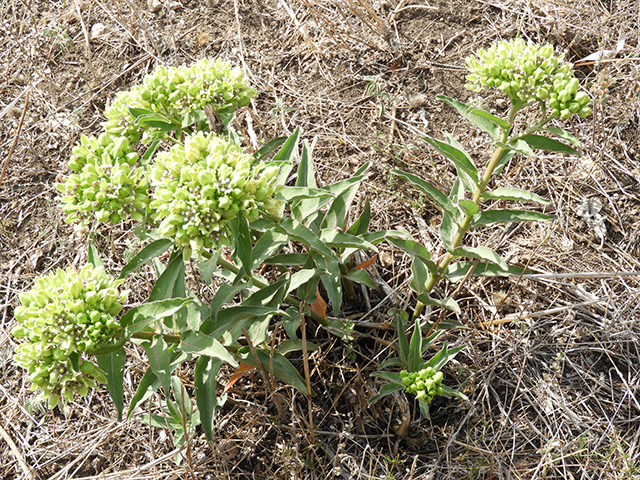 Asclepias viridis (Green milkweed) #66192
