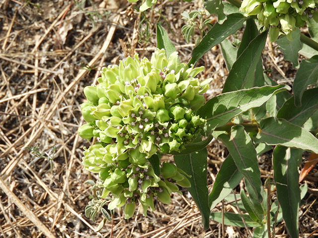 Asclepias viridis (Green milkweed) #66193