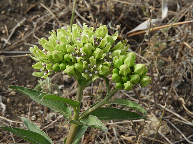 Asclepias viridis (Green milkweed) #66194