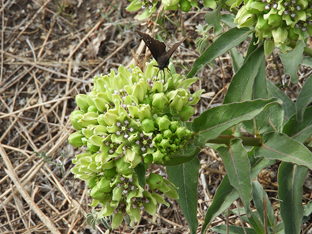 Asclepias viridis (Green milkweed) #66195