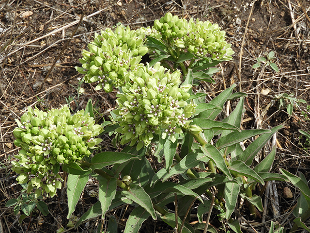 Asclepias viridis (Green milkweed) #66196