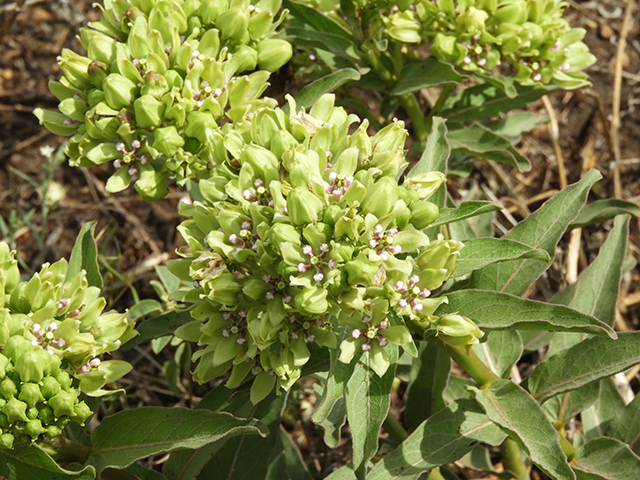 Asclepias viridis (Green milkweed) #66197