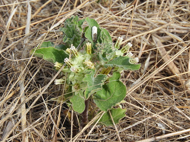 Asclepias oenotheroides (Zizotes milkweed) #66198