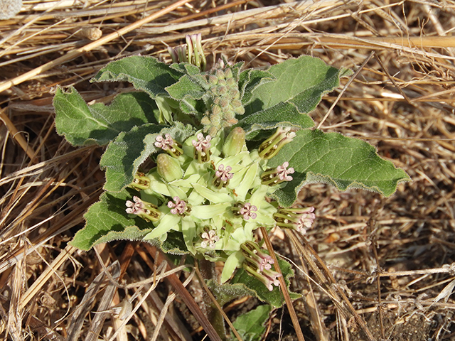 Asclepias oenotheroides (Zizotes milkweed) #66199