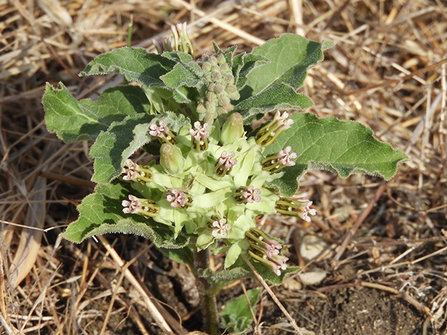 Asclepias oenotheroides (Zizotes milkweed) #66202