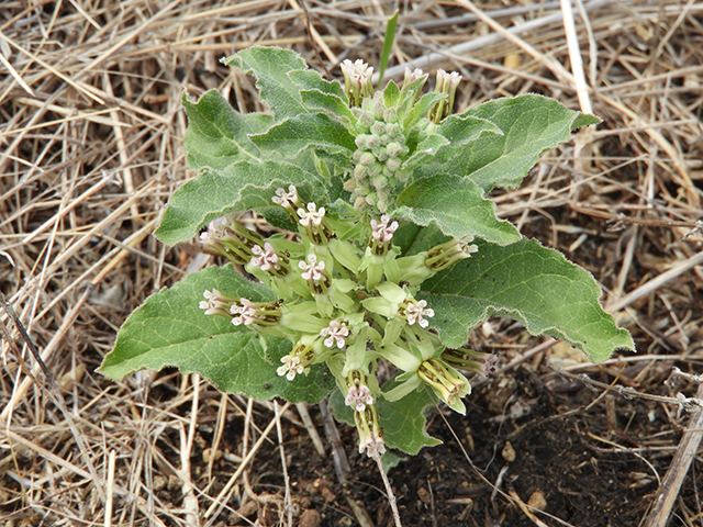 Asclepias oenotheroides (Zizotes milkweed) #66204