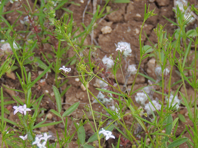 Stenaria nigricans var. nigricans (Diamondflowers) #66206