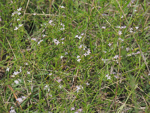 Stenaria nigricans var. nigricans (Diamondflowers) #66208