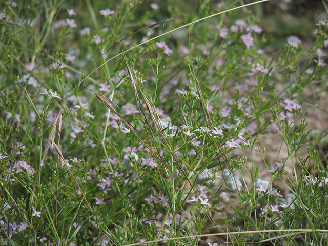Stenaria nigricans var. nigricans (Diamondflowers) #66210