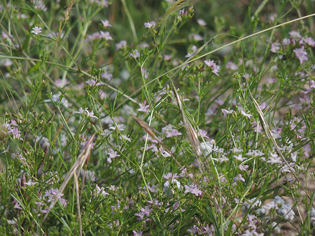 Stenaria nigricans var. nigricans (Diamondflowers) #66211