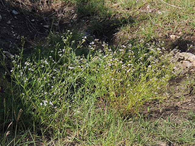 Stenaria nigricans var. nigricans (Diamondflowers) #66212
