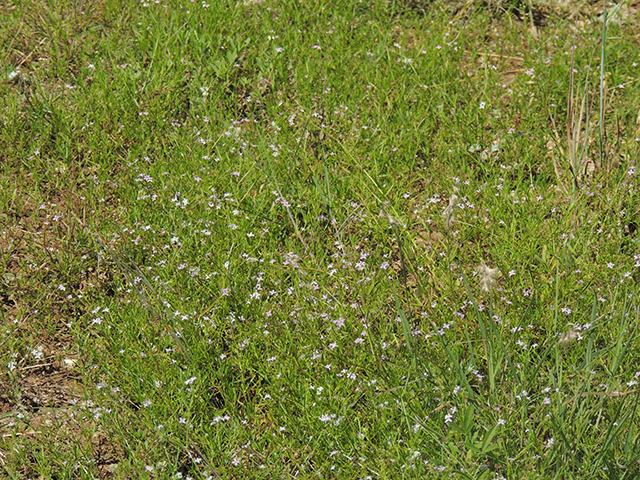 Stenaria nigricans var. nigricans (Diamondflowers) #66213