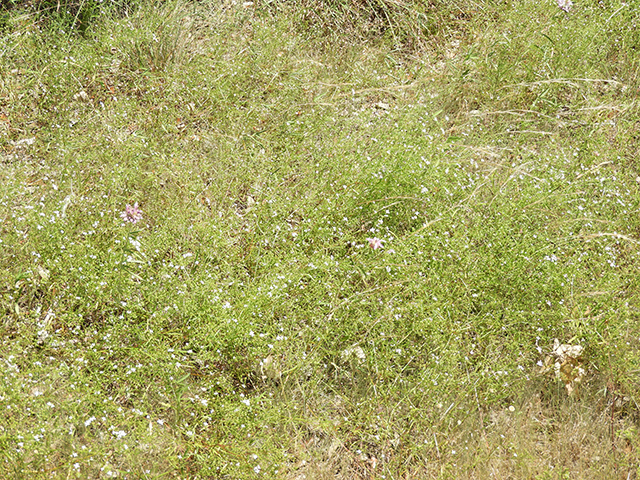 Stenaria nigricans var. nigricans (Diamondflowers) #66215