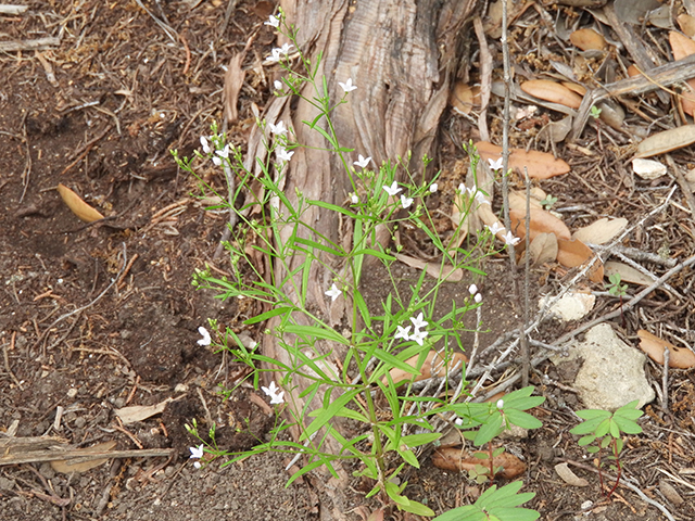 Stenaria nigricans var. nigricans (Diamondflowers) #66217