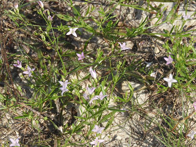 Stenaria nigricans var. nigricans (Diamondflowers) #66219