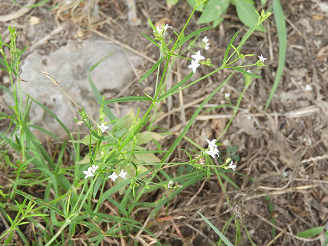 Stenaria nigricans var. nigricans (Diamondflowers) #66221