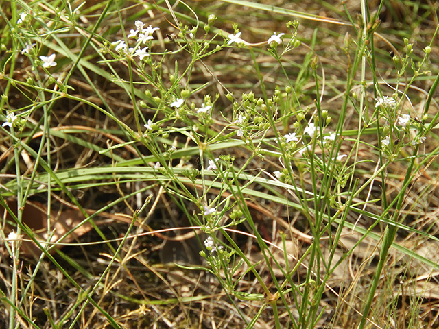 Stenaria nigricans var. nigricans (Diamondflowers) #66222