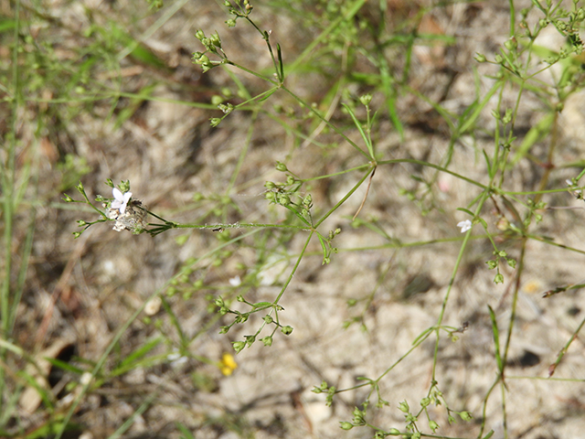 Stenaria nigricans var. nigricans (Diamondflowers) #66226