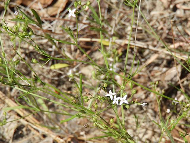Stenaria nigricans var. nigricans (Diamondflowers) #66228